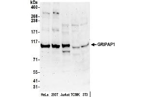 anti-GRIP1 Associated Protein 1 (GRIPAP1) (AA 50-100) antibody