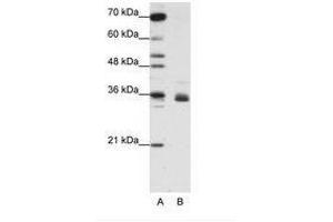 Image no. 2 for anti-Heterogeneous Nuclear Ribonucleoprotein A1 (HNRNPA1) (N-Term) antibody (ABIN203053) (HNRNPA1 Antikörper  (N-Term))