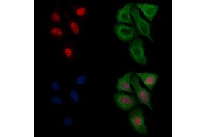 ABIN6256541 and ABIN6267174 staining heat-shock treated Hela cells by IF/ICC.
