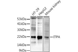 Western blot analysis of extracts of various cell lines, using (ABIN7267879) at 1:1000 dilution. (ITPA Antikörper)