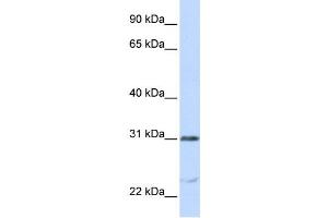 Western Blotting (WB) image for anti-Nucleolar and Spindle Associated Protein 1 (NUSAP1) antibody (ABIN2459000) (NUSAP1 Antikörper)