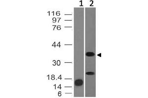 Image no. 1 for anti-Inhibin, alpha (INHA) (AA 196-366) antibody (ABIN5027320) (Inhibin alpha Antikörper  (AA 196-366))