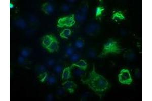 Immunofluorescence (IF) image for anti-B-Cell CLL/lymphoma 10 (BCL10) antibody (ABIN1496844) (BCL10 Antikörper)