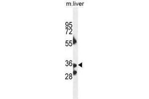 B3GNT4 Antaibody (Center) western blot analysis in mouse liver tissue lysates (35µg/lane). (B3GNT4 Antikörper  (Middle Region))