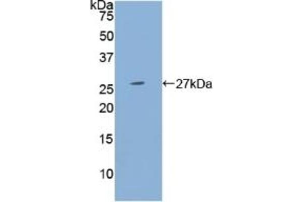 PSG1 anticorps  (AA 202-401)