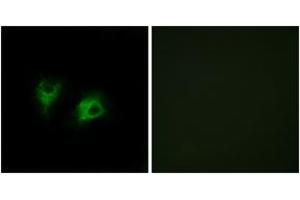 Immunofluorescence analysis of COS7 cells, using CELSR2 Antibody.