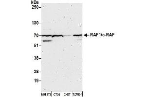 Western Blotting (WB) image for anti-V-Raf-1 Murine Leukemia Viral Oncogene Homolog 1 (RAF1) (AA 598-648) antibody (ABIN7451996)