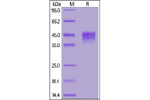 Mouse TROP-2, His Tag on  under reducing (R) condition.