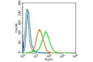 Human U937 cells probed with CD101 Polyclonal Antibody, Unconjugated  (green) at 1:100 for 30 minutes followed by a PE conjugated secondary antibody compared to unstained cells (blue), secondary only (light blue), and isotype control (orange). (CD101 Antikörper  (AA 51-150))