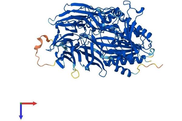 APEH Protein (AA 1-732) (His tag)