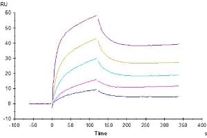 Surface Plasmon Resonance (SPR) image for Interleukin 6 Receptor, alpha (IL6RA) (AA 20-365) protein (His-Avi Tag) (ABIN7275036)