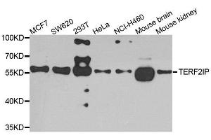 Western blot analysis of extracts of various cell lines, using TERF2IP antibody. (RAP1 Antikörper  (AA 1-280))