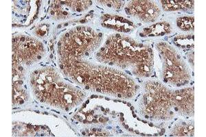 Image no. 13 for anti-Dual Specificity Phosphatase 23 (DUSP23) antibody (ABIN1497930) (DUSP23 Antikörper)