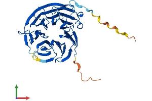 Protein Structure (PS) image for WD Repeat Domain 77 (WDR77) (AA 1-342) protein (His tag) (ABIN7560292)