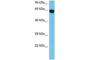 Host:  Mouse  Target Name:  CRMP1  Sample Tissue:  Mouse Brain  Antibody Dilution:  1ug/ml (CRMP1 Antikörper  (N-Term))