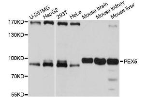 Western blot analysis of extracts of various cell lines, using PEX5 antibody. (PEX5 Antikörper  (AA 364-631))