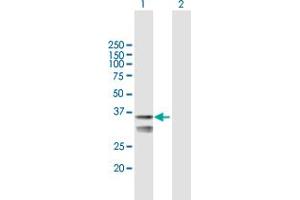 Western Blot analysis of LETMD1 expression in transfected 293T cell line by LETMD1 MaxPab polyclonal antibody. (LETMD1 Antikörper  (AA 1-360))
