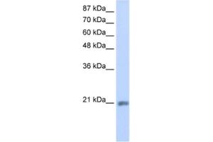 Western Blotting (WB) image for anti-MIF4G Domain Containing (MIF4GD) antibody (ABIN2462289)