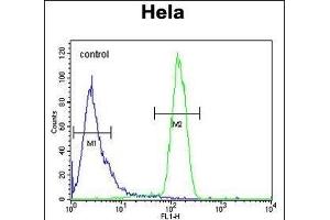 TME Antibody (C-term) (ABIN653703 and ABIN2843020) flow cytometric analysis of Hela cells (right histogram) compared to a negative control cell (left histogram). (STING/TMEM173 Antikörper  (C-Term))