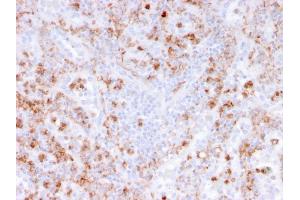 Formalin-fixed, paraffin-embedded human spleen stained with S100A9 Recombinant Mouse Monoclonal Antibody (rMAC3781).