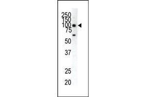 Western Blotting (WB) image for anti-Ephrin Type A Receptor 1 (EPHA1) (AA 913-943), (C-Term) antibody (ABIN391884)