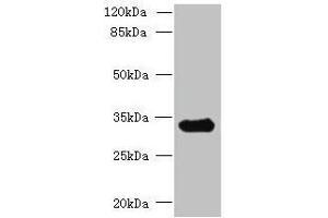 Western blot All lanes: CCDC106 antibody at 4 μg/mL + Mouse brain tissue Secondary Goat polyclonal to rabbit IgG at 1/10000 dilution Predicted band size: 33 kDa Observed band size: 33 kDa (CCDC16 Antikörper  (AA 1-280))