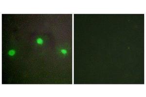 Immunofluorescence (IF) image for anti-helicase 2, X-linked (ATRX) (N-Term) antibody (ABIN1849379) (ATRX Antikörper  (N-Term))