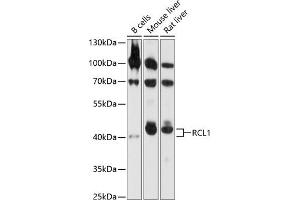 Western blot analysis of extracts of various cell lines, using RCL1 antibody  at 1:1000 dilution. (RCL1 Antikörper  (AA 1-300))