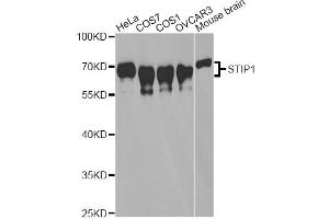 Western blot analysis of extracts of various cell lines, using STIP1 antibody. (STIP1 Antikörper)
