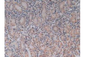 IHC-P analysis of Human Stomach Tissue, with DAB staining. (TLR9 Antikörper  (AA 28-362))