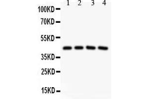 Anti-SIRT3 Picoband antibody, All lanes: Anti SIRT3  at 0. (SIRT3 Antikörper  (AA 66-399))
