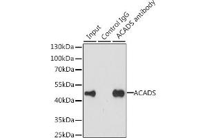 Immunoprecipitation analysis of 200 μg extracts of MCF-7 cells, using 3 μg ACADS antibody (ABIN6129346, ABIN6136401, ABIN6136402 and ABIN6223064). (ACADS Antikörper  (AA 1-260))