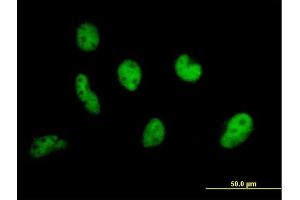 Immunofluorescence of purified MaxPab antibody to EP400 on HeLa cell.