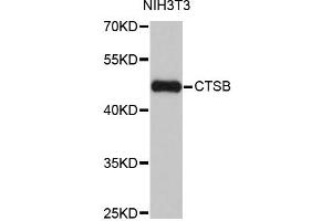 Western blot analysis of extracts of NIH/3T3 cells, using CTSB antibody (ABIN1872095) at 1:1000 dilution. (Cathepsin B Antikörper)