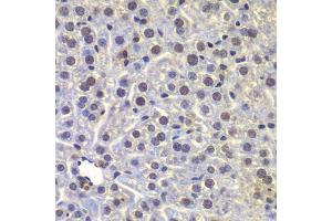 Immunohistochemistry of paraffin-embedded mouse liver using FUBP3 antibody. (FUBP3 Antikörper  (AA 65-260))