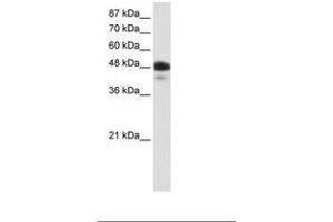 Image no. 1 for anti-Neurogenic Differentiation 2 (NEUROD2) (AA 71-120) antibody (ABIN202393) (NEUROD2 Antikörper  (AA 71-120))