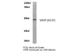 Western blot (WB) analyzes of VASP antibody in extracts from PC12 cells. (VASP Antikörper)