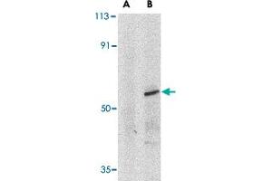 Western blot analysis of IRF8 in human thymus tissue lysate with IRF8 polyclonal antibody at 1 ug/mL in (A) the presence and (B) absence of blocking peptide.