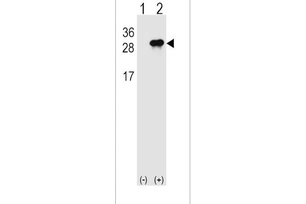 IL28B Antikörper  (N-Term)