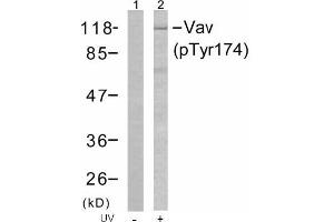 Image no. 1 for anti-Vav 1 Oncogene (VAV1) (pTyr174) antibody (ABIN196856) (VAV1 Antikörper  (pTyr174))