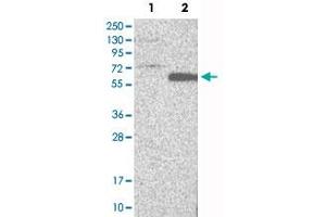 Western Blot analysis of Lane 1: negative control (vector only transfected HEK293T cell lysate) and Lane 2: over-expression lysate (co-expressed with a C-terminal myc-DDK tag in mammalian HEK293T cells) with RARB polyclonal antibody . (Retinoic Acid Receptor beta Antikörper)