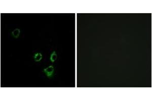 Immunofluorescence (IF) image for anti-Olfactory Receptor 2T5 (OR2T5) (AA 66-115) antibody (ABIN2891120) (OR2T5 Antikörper  (AA 66-115))
