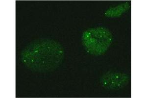 Immunofluorescence (IF) image for anti-MORC Family CW-Type Zinc Finger 3 (MORC3) antibody (ABIN1449250) (MORC3 Antikörper)