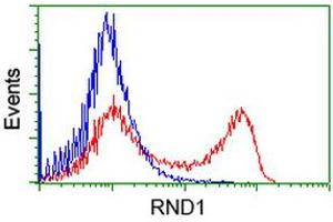 HEK293T cells transfected with either RC205535 overexpress plasmid (Red) or empty vector control plasmid (Blue) were immunostained by anti-RND1 antibody (ABIN2453601), and then analyzed by flow cytometry. (RND1 Antikörper)