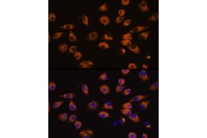 Immunofluorescence analysis of L929 cells using EPH Rabbit pAb (ABIN7266971) at dilution of 1:100 (40x lens). (EPH Receptor A5 Antikörper  (AA 1-130))