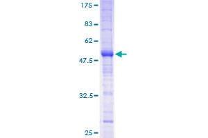 MS4A12 Protein (AA 1-267) (GST tag)