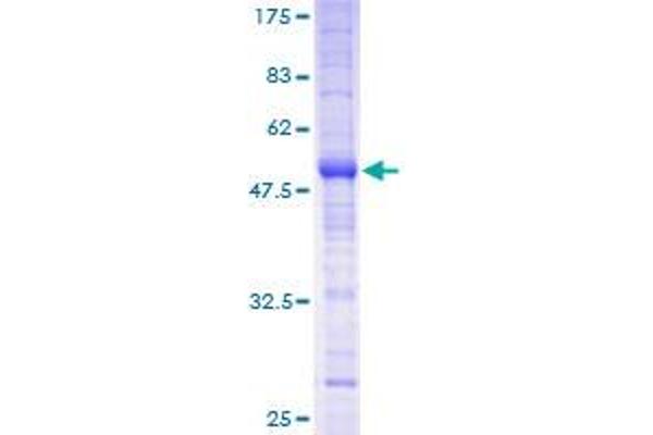 MS4A12 Protein (AA 1-267) (GST tag)