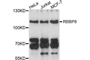 Western blot analysis of extracts of various cell lines, using RBBP8 antibody (ABIN4904964) at 1:1000 dilution. (Retinoblastoma Binding Protein 8 Antikörper)