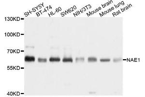 Western blot analysis of extracts of various cell lines, using NAE1 antibody. (NAE1 Antikörper  (AA 1-220))