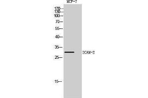 Western Blotting (WB) image for anti-Intercellular Adhesion Molecule 2 (ICAM2) (Internal Region) antibody (ABIN3181442) (ICAM2 Antikörper  (Internal Region))